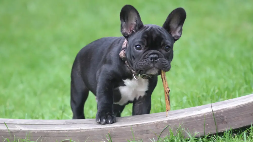 How To Stop A French Bulldog From Pulling On The Leash