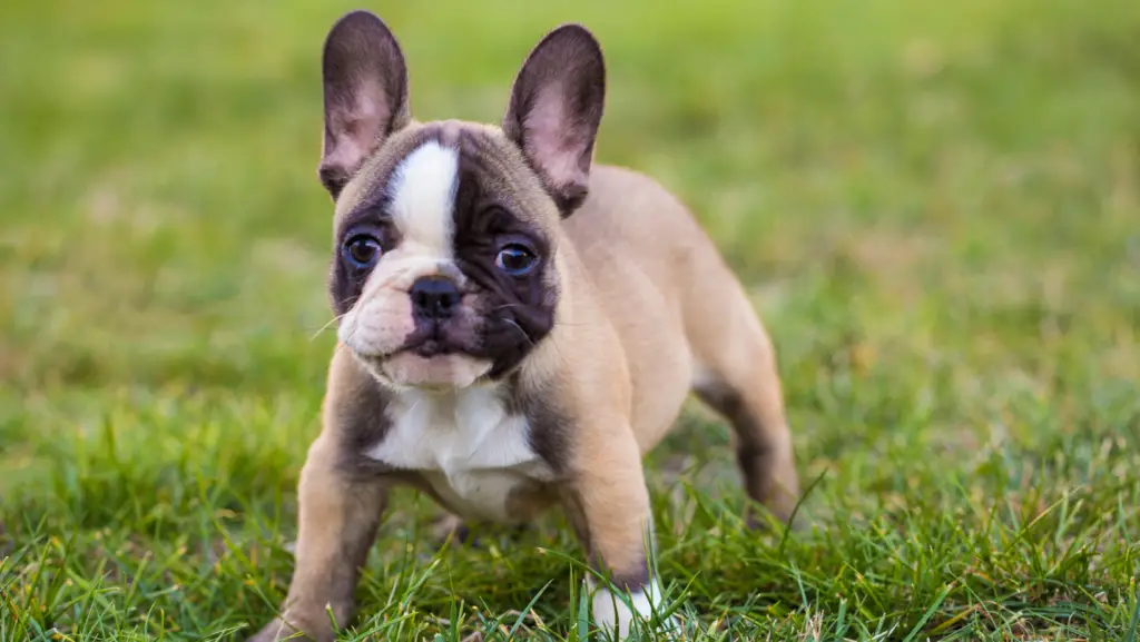 Can French Bulldogs Have Skin Mites?