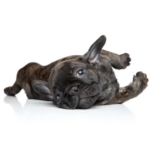 How To Treat Separation Anxiety In French Bulldog