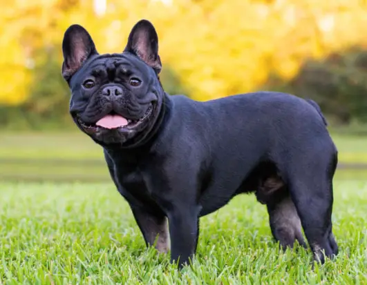 How To Prevent Flatulence In French Bulldogs?