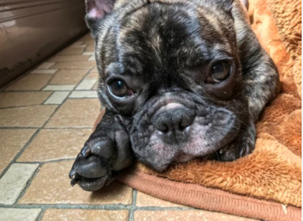 How To Clean French Bulldog Tear Stains: The Ultimate Guide