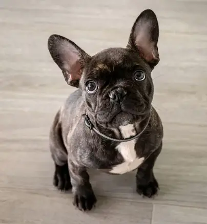 How To Prevent Skin Allergies In French Bulldog