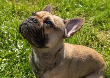 Can French Bulldogs Be Trained To Scent Work?