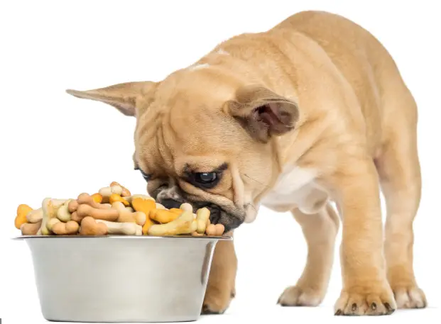Die richtige Wahl des Futters für Französische Bulldoggen