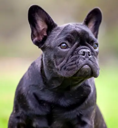 Can French Bulldogs Be Trained To Do Search And Rescue?