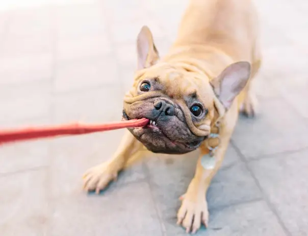 Can French Bulldogs Have Dental Issues?