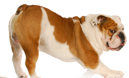 Warum furzen Französische Bulldoggen so viel?